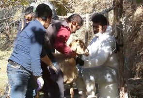 اتمام عملیات واکسیناسیون دامها در روستاهای زلزله زده