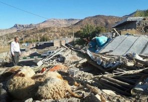 تحویل ۲۵۴ راس دام سبک به دامداران خسارت دیده از زلزله آذربایجان شرقی