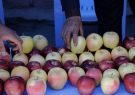 سیب‌های خوش رنگ و لعاب مراغه‌ای مهمان بازارهای خارجی