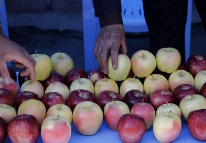 سیب‌های خوش رنگ و لعاب مراغه‌ای مهمان بازارهای خارجی
