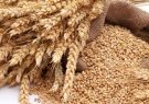 خرید ۲۱۸ هزار تن گندم از گندمکاران استان آذربایجان شرقی
