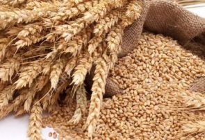 خرید ۲۱۸ هزار تن گندم از گندمکاران استان آذربایجان شرقی