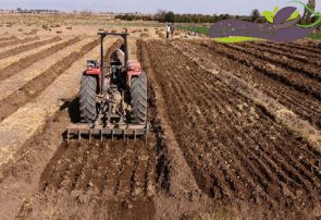 تحقق ۸۶ درصدی اهداف برنامه ششم توسعه در بخش زراعت آذربایجان‌شرقی
