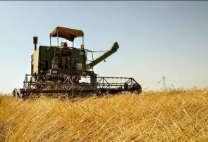 ۳۵ هزار تن گندم از اراضی کشاورزی مراغه برداشت شد