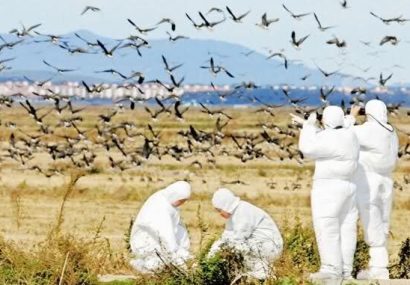 نتایج آزمایش آنفلوآنزای پرندگان در آذربایجان‌شرقی منفی است