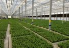 مدرن‌ترین گلخانه هیدروپونیک با طرح ونلو هلند در اهر افتتاح می‌شود