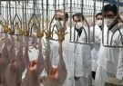 تولید گوشت مرغ “آ مثبت” در آذربایجان شرقی