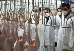 تولید گوشت مرغ “آ مثبت” در آذربایجان شرقی