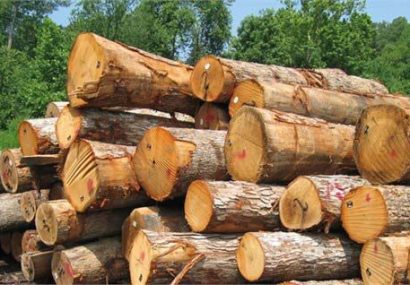 زراعت چوب گامی در راستای حفاظت جنگل‌ها و منابع طبیعی است