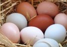 آیا قیمت تخم مرغ تثبیت می‌شود؟