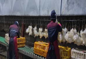 استاندار آذربایجان شرقی: مرغداری‌ها موظف به کشتار هستند
