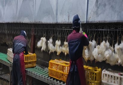 استاندار آذربایجان شرقی: مرغداری‌ها موظف به کشتار هستند