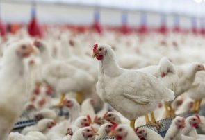 پرورش سالانه ۷۰۰ تن مرغ زنده در مرغداری‌های کلیبر