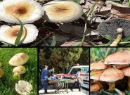 چند لقمه از قارچ‌های سمی مساوی با از بین رفتن کبد و یا مرگ است