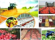 برای افزایش صادرات محصولات کشاورزی چه می توان کرد؟