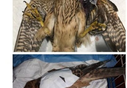 پرنده شکاری کم‌یاب برای اولین بار در تبریز جراحی اورتوپدی شد