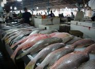 هشدار درباره سرانه پایین مصرف ماهی در آذربایجان‌شرقی