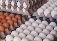 آذربایجان شرقی رتبه ۴ کشور در تولید تخم مرغ