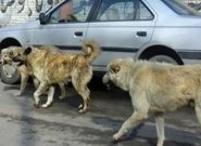 سگ گزیدگی بحران جدی شهروندان تبریزی/ سگ‌های ولگرد، باید ساماندهی شوند