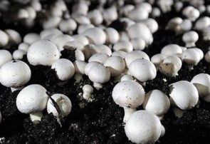 تولید ۳ هزار تن قارچ خوراکی در آذربایجان‌شرقی