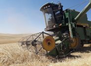 اجرای ۵۸هزار هکتار طرح جهش تولید در مزارع گندم و جو دیم در شهرستان هشترود