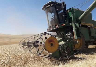 اجرای ۵۸هزار هکتار طرح جهش تولید در مزارع گندم و جو دیم در شهرستان هشترود