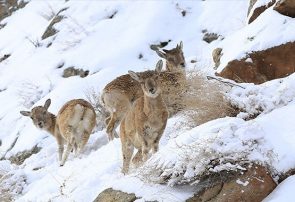 احتمال نزدیک شدن حیوانات وحشی به مناطق مسکونی آذربایجان شرقی