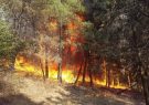 ۸ نکته درباره افزایش احتمال وقوع آتش‌سوزی در جنگل‌ها
