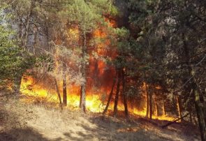 ۸ نکته درباره افزایش احتمال وقوع آتش‌سوزی در جنگل‌ها