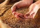 ۲۶ تن گندم قاچاق در ملکان کشف شد