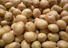 قیمت بالای بذر سیب‌زمینی و تردید کشاورزان طارمی برای کاشت