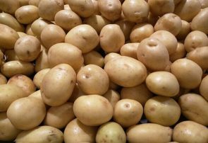 قیمت بالای بذر سیب‌زمینی و تردید کشاورزان طارمی برای کاشت
