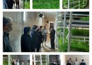 افتتاح یک واحد گلخانه ای تولید علوفه در اهر برای اولین بار در سطح استان