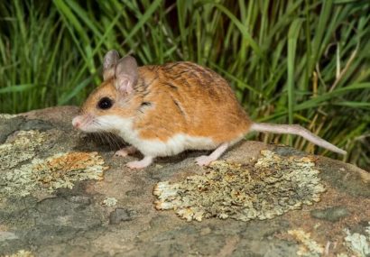 نگرانی دانشمندان درباره شیوع آبله موش