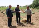 اهداء لوح تقدیر رئیس سازمان به سیب زمینی کار نمونه استانی در راستای تولید سیب زمینی سالم