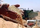 خرید ۱۰۸ هزار و ۴۲ تن گندم از کشاورزان آذربایجان شرقی