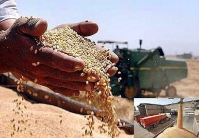 خرید ۱۰۸ هزار و ۴۲ تن گندم از کشاورزان آذربایجان شرقی
