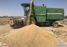 افزایش ۵۲ درصدی خرید گندم در آذربایجان شرقی