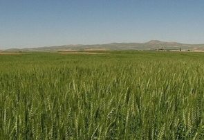 اجرای مطلوب طرح جهش تولید در دیمزارها در آذربایجان شرقی