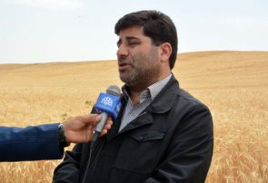 خرید گندم در آذربایجان شرقی از مرز ۳۲۰ هزار تن گذشت