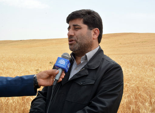 خرید گندم در آذربایجان شرقی از مرز ۳۲۰ هزار تن گذشت