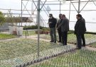 شهرداری تبریز در تولید گل و گیاه به خودکفایی رسیده است