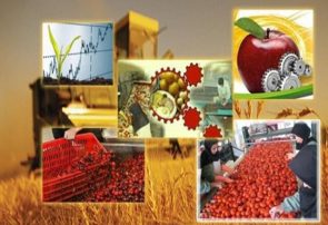 رشد ۳۰ درصدی واحدهای صنایع تبدیلی و غذایی آذربایجان شرقی در سال ۹۸