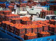 طرح «یاوران تولید» در بخش کشاورزی آذربایجان شرقی اجرا می‌شود