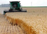 مدیر زراعت سازمان جهاد کشاورزی آذربایجان شرقی خبر داد؛ افزایش ۴۷ درصدی قیمت پایه خرید تضمینی گندم