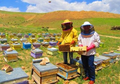 ۲۴درصد عسل آذربایجان‌شرقی را زنبورداران مراغه‌ای تولید می‌کنند