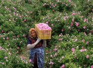 ترنم صادرات با رایحه خوش گل‌ محمدی