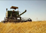 ۳۵ هزار تن گندم از اراضی کشاورزی مراغه برداشت شد