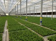 مدرن‌ترین گلخانه هیدروپونیک با طرح ونلو هلند در اهر افتتاح می‌شود