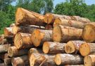 زراعت چوب گامی در راستای حفاظت جنگل‌ها و منابع طبیعی است